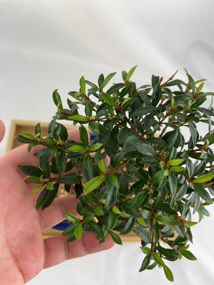 Bonsai Brush Cherry