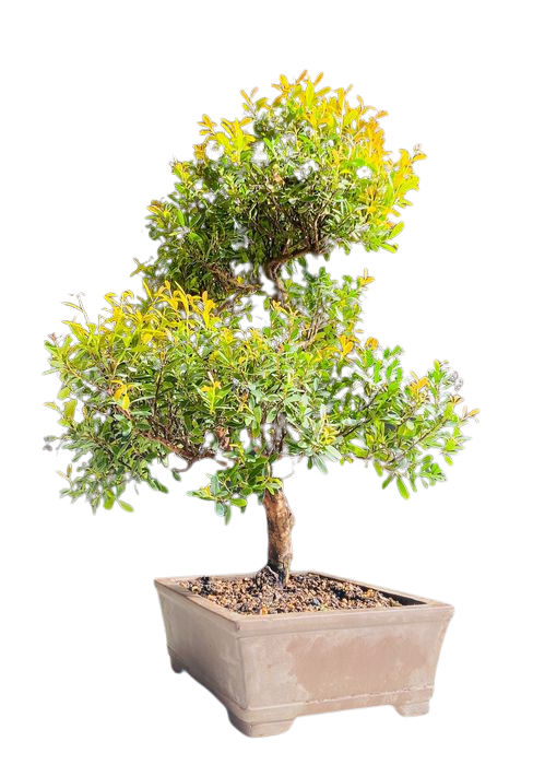 bonsai Brush Cherry bonsai Brush Cherry