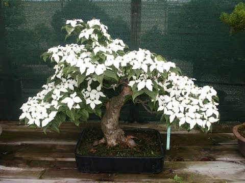 Bonsai Dogwood