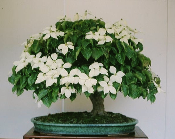 Bonsai Dogwood