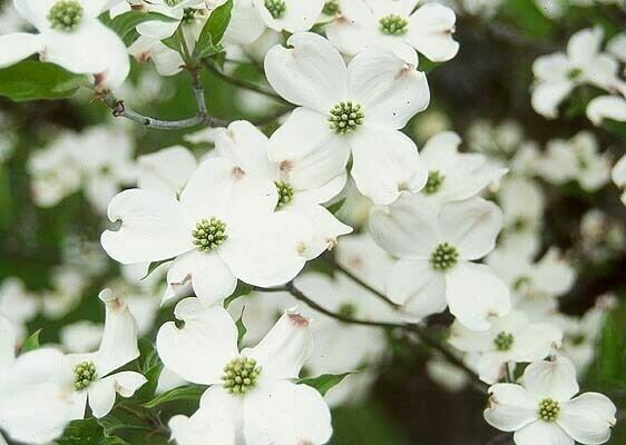 Bonsai Dogwood