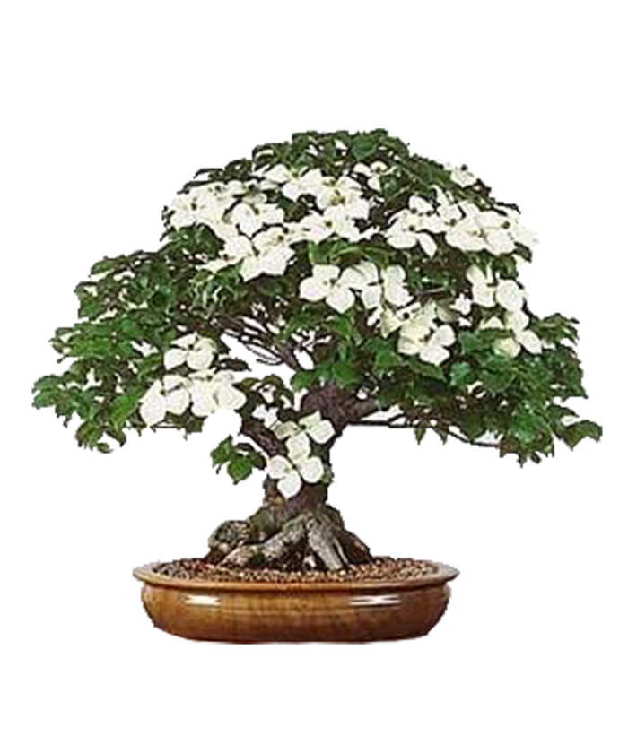 bonsai Dogwood