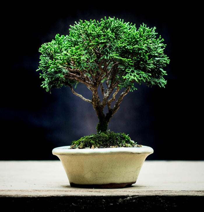Bonsai Hinoki Cypress