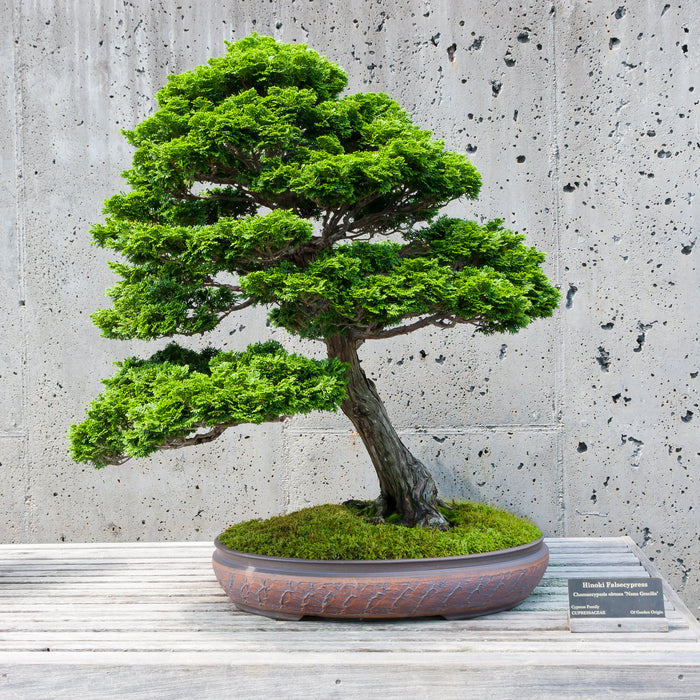 Bonsai Hinoki Cypress