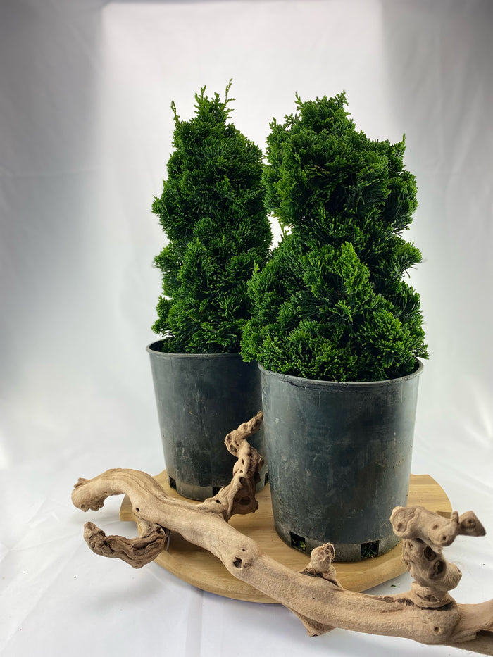 Bonsai Hinoki Cypress