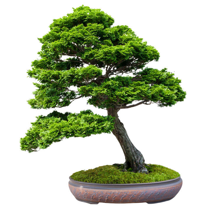 bonsai Hinoki Cypress