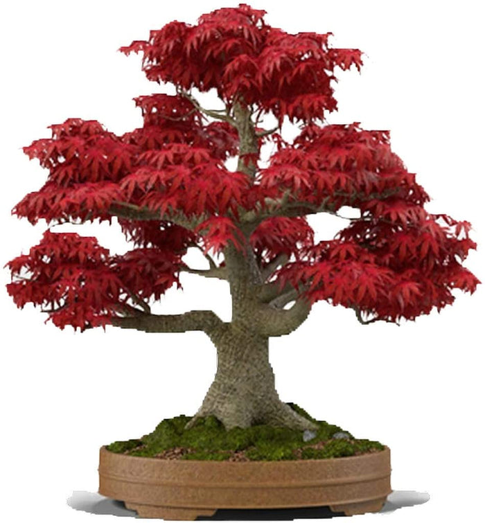 bonsai Japanese Maple (Acer Palmatum + Var)