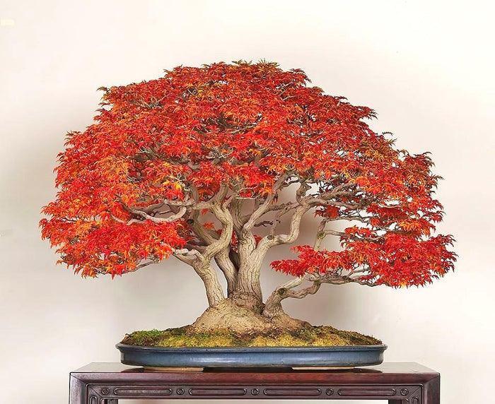 Bonsai Japanese Maple (Acer Palmatum + Var)
