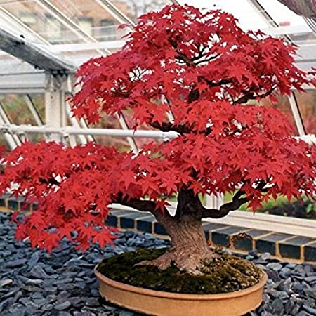 Bonsai Japanese Maple (Acer Palmatum + Var)