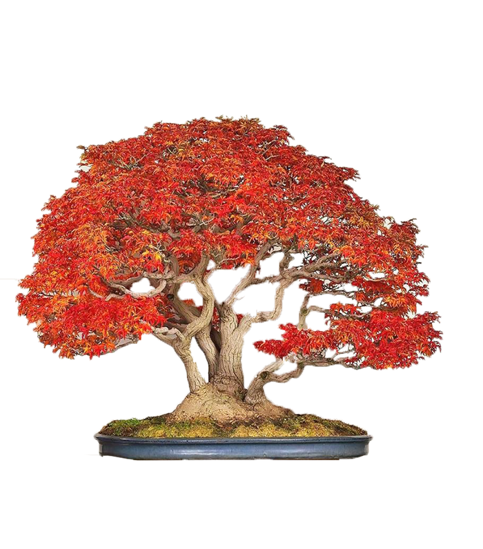 bonsai Japanese Maple (Acer Palmatum + var)