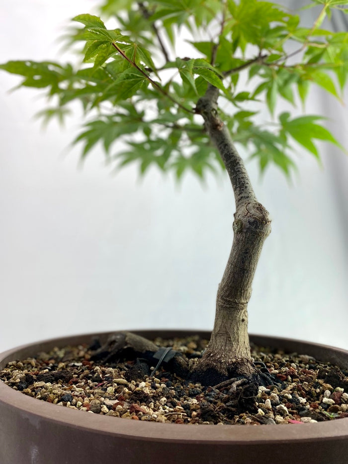 Bonsai Japanese Maple Classic Specimen