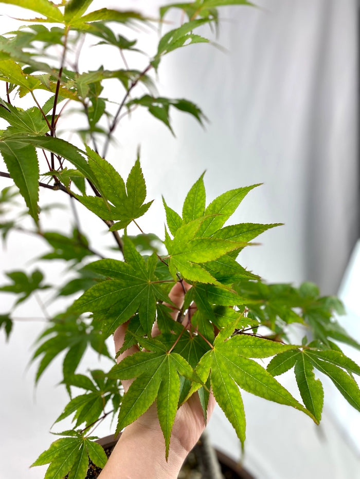 Bonsai Japanese Maple Classic Specimen