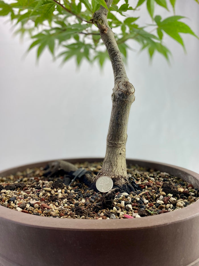 Bonsai Japanese Maple Classic Specimen