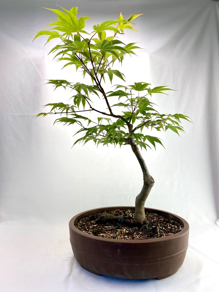 bonsai Japanese Maple Classic Specimen