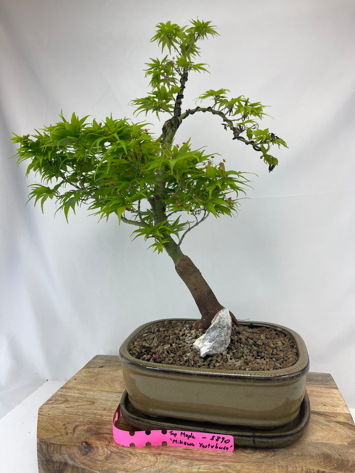 Bonsai Japanese Maple Specimen 2