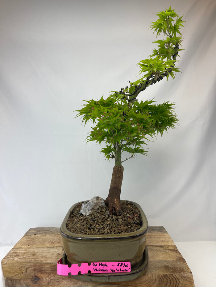 Bonsai Japanese Maple Specimen 2