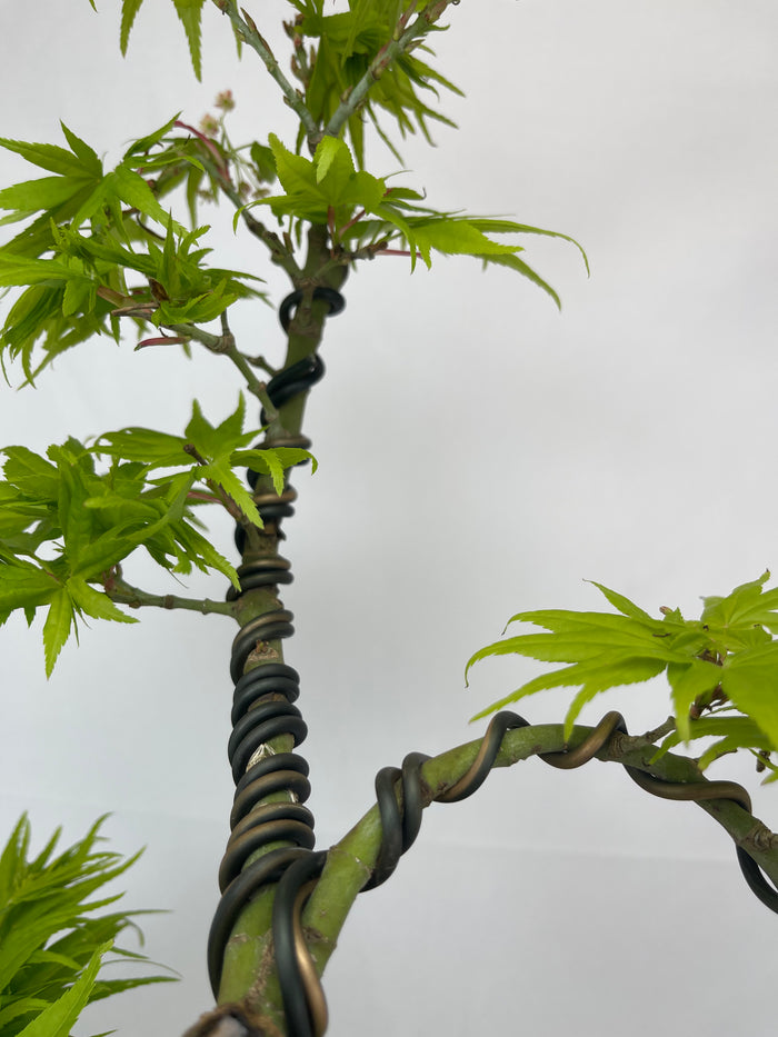 Bonsai Japanese Maple Specimen 2