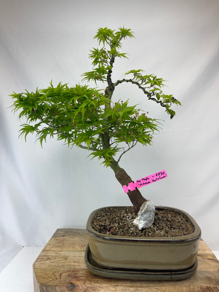 bonsai Japanese Maple Specimen 2