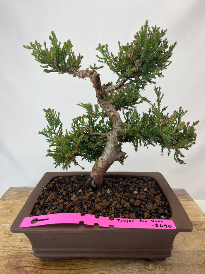 Bonsai Juniper Procumbens Nana Specimen 2