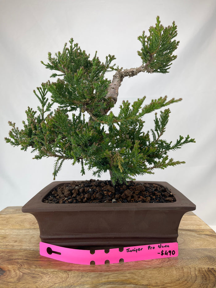 Bonsai Juniper Procumbens Nana Specimen 2