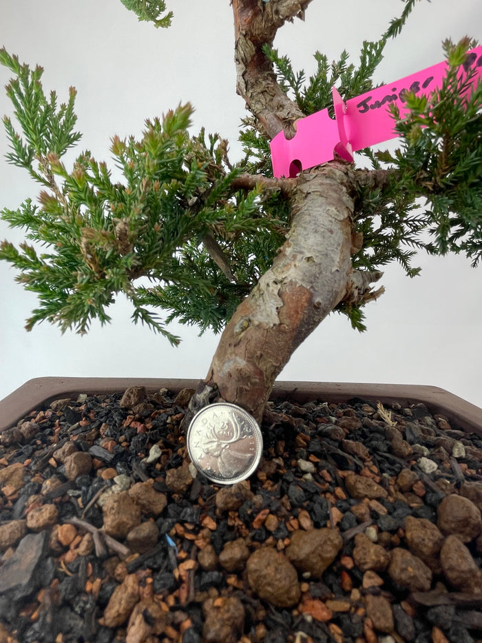 Bonsai Juniper Procumbens Nana Specimen 2