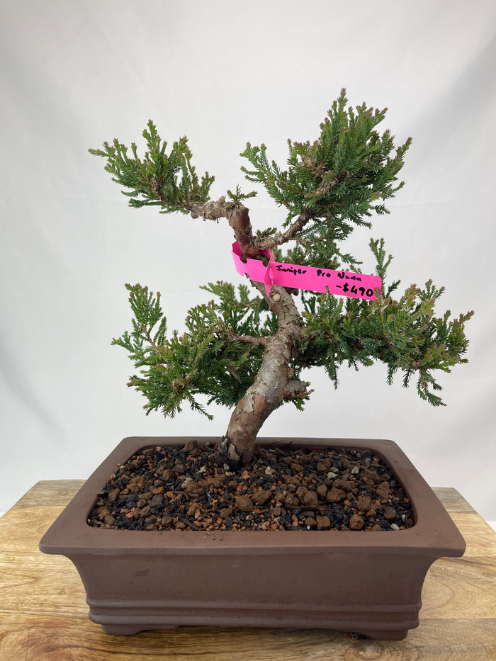 bonsai Juniper Procumbens Nana Specimen 2