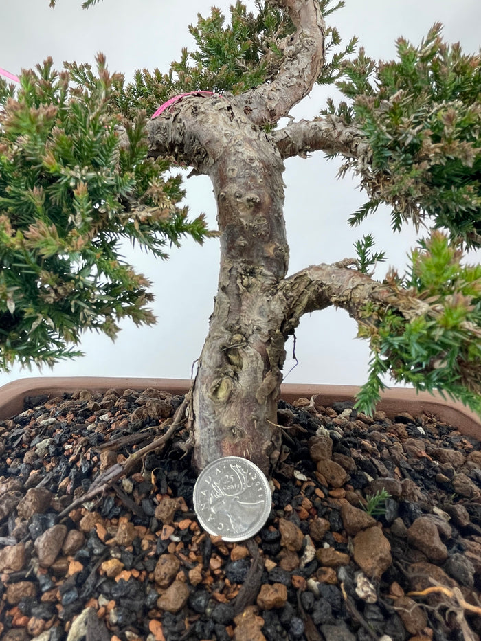 Bonsai Juniper Procumbens Nana Specimen 4