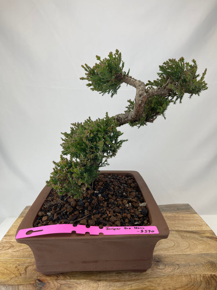 Bonsai Juniper Procumbens Nana Specimen 4