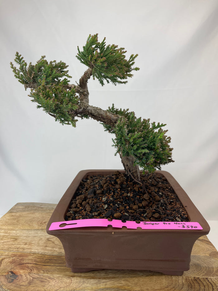 Bonsai Juniper Procumbens Nana Specimen 4