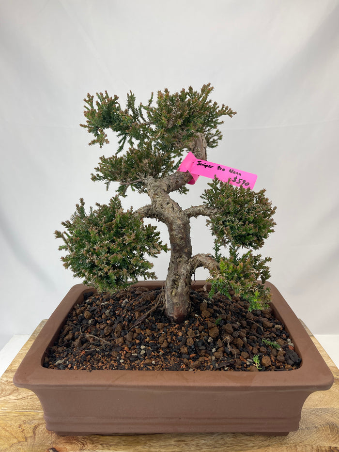 bonsai Juniper Procumbens Nana Specimen 4