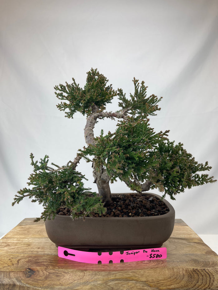 Bonsai Juniper Procumbens Nana Specimen 5