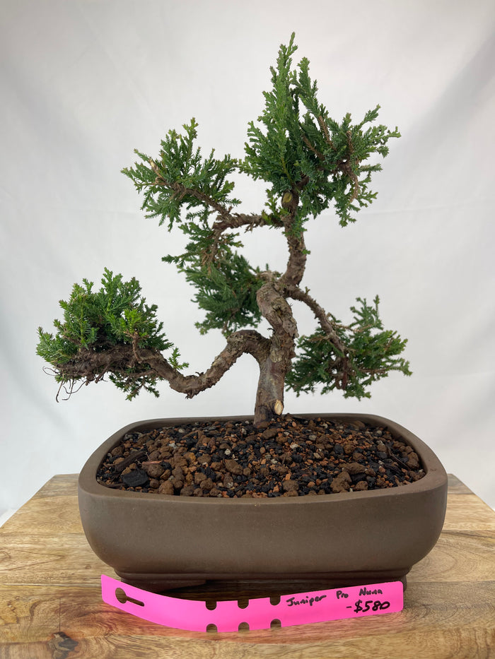 Bonsai Juniper Procumbens Nana Specimen 5