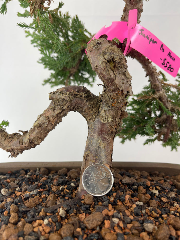 Bonsai Juniper Procumbens Nana Specimen 5