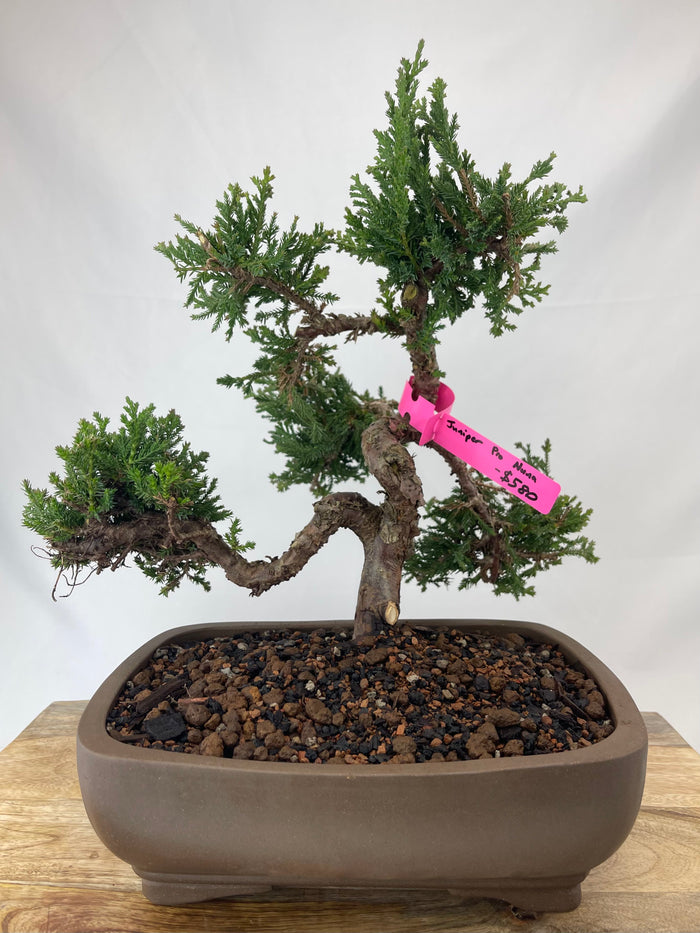 bonsai Juniper Procumbens Nana Specimen 5