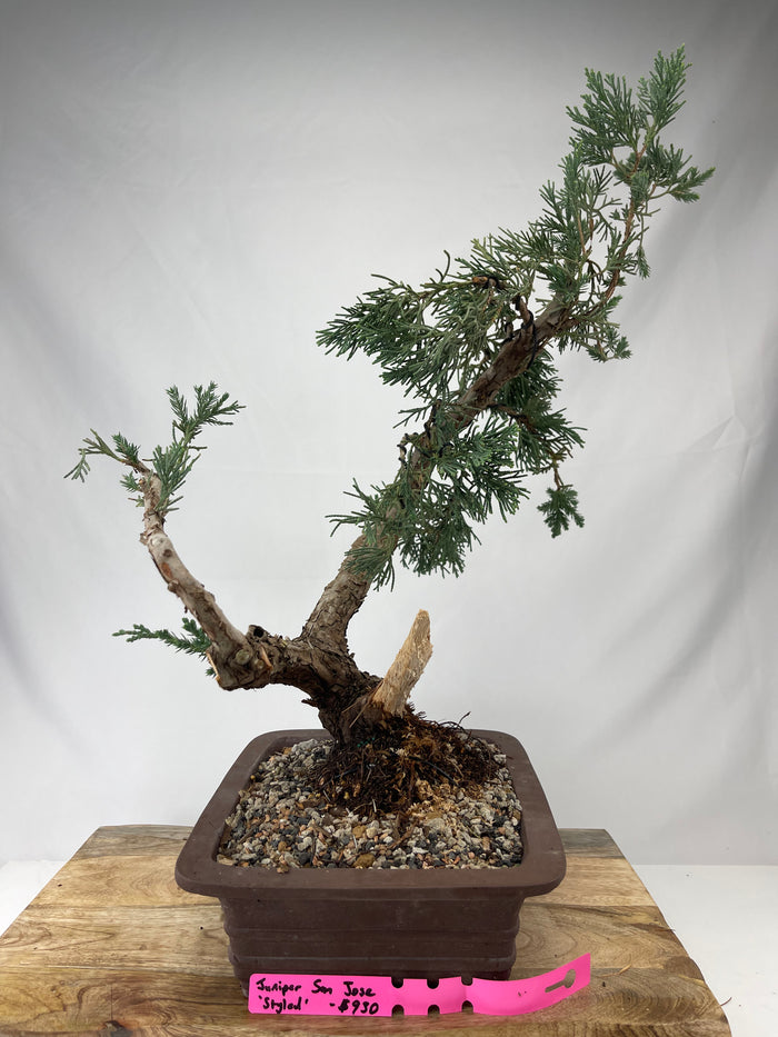 Bonsai Juniper San Jose 'Styled' Specimen 1