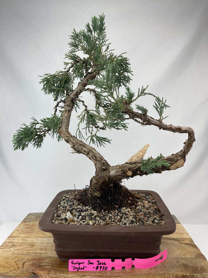 Bonsai Juniper San Jose 'Styled' Specimen 1