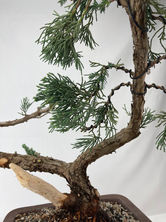 Bonsai Juniper San Jose 'Styled' Specimen 1