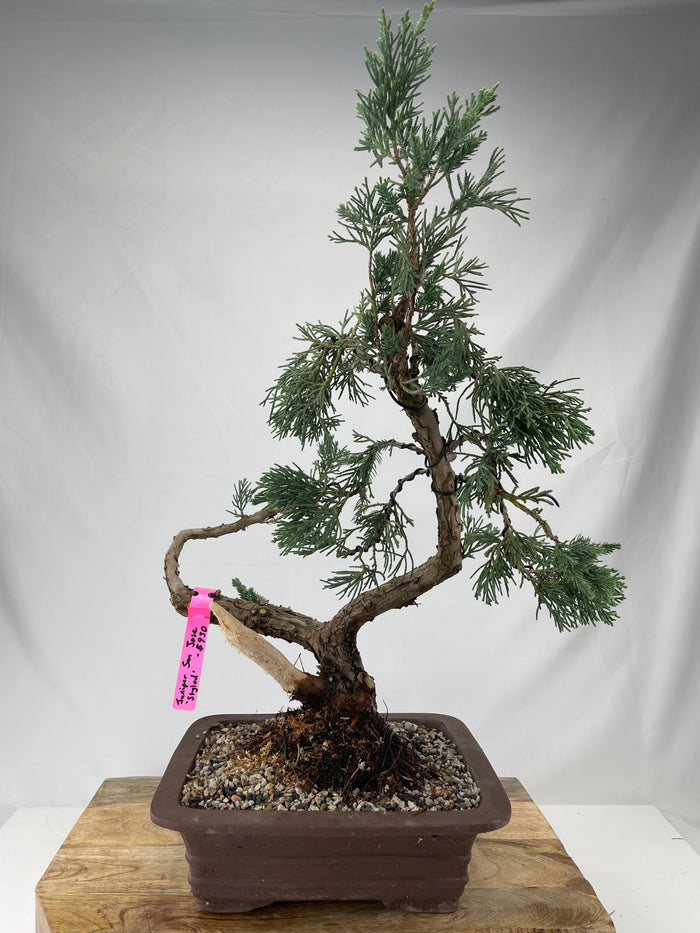bonsai Juniper San Jose 'Styled' Specimen 1