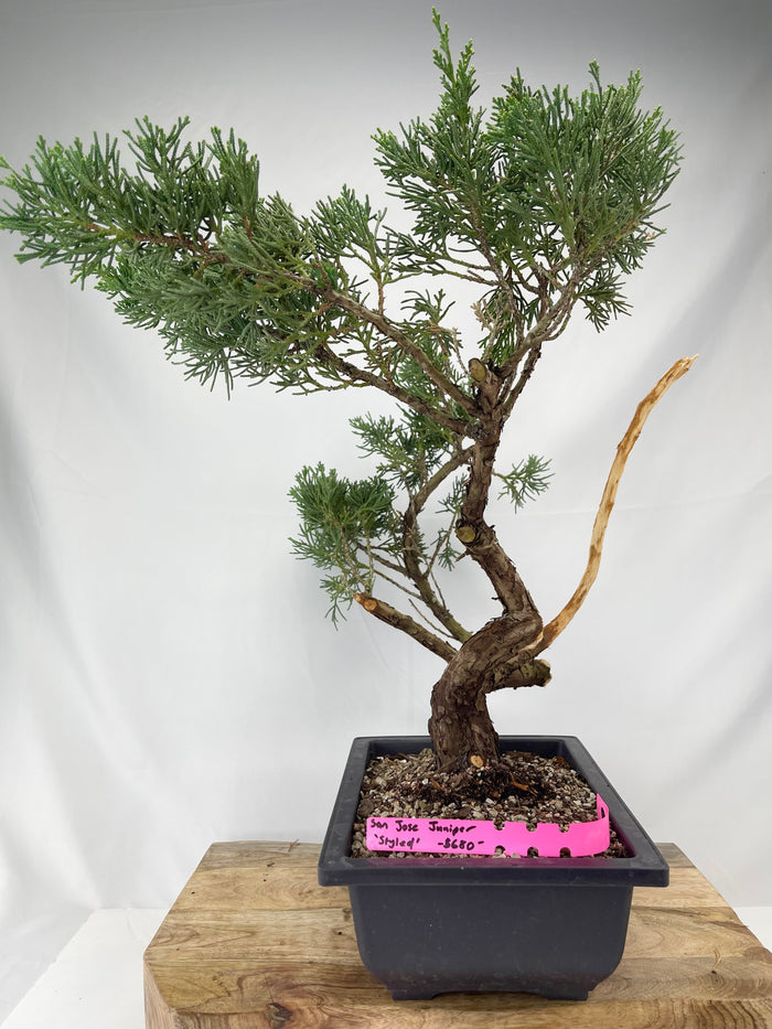 Bonsai Juniper San Jose 'Styled' Specimen 2