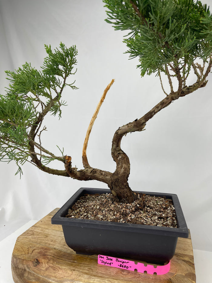 Bonsai Juniper San Jose 'Styled' Specimen 2