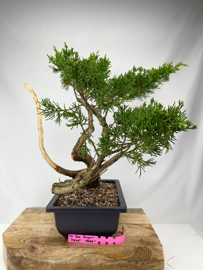 Bonsai Juniper San Jose 'Styled' Specimen 2