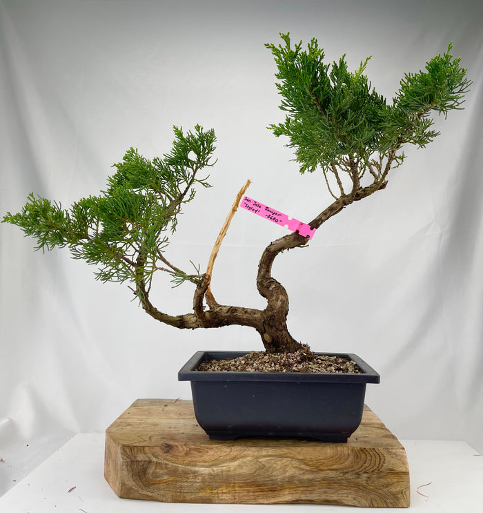 bonsai Juniper San Jose 'Styled' Specimen 2