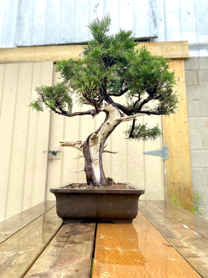 Bonsai Juniper Shimpaku Specimen