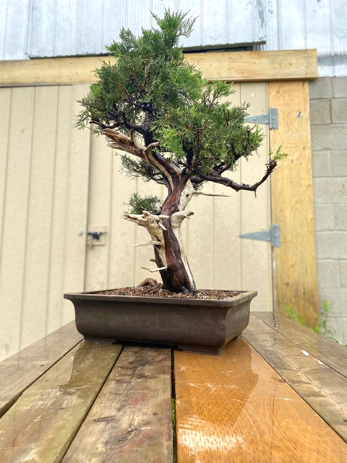 Bonsai Juniper Shimpaku Specimen