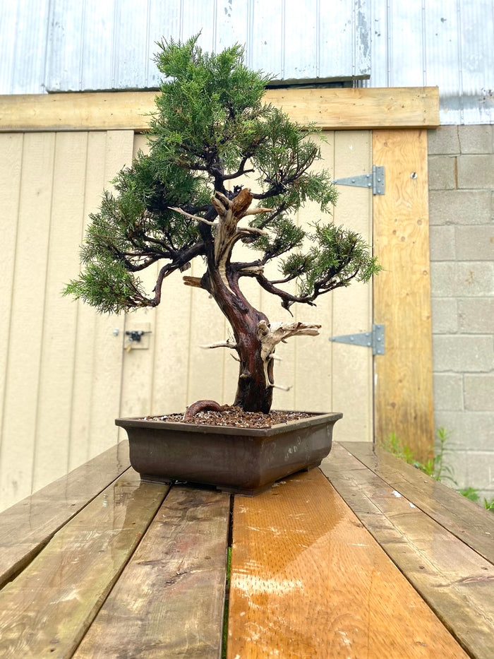 Bonsai Juniper Shimpaku Specimen