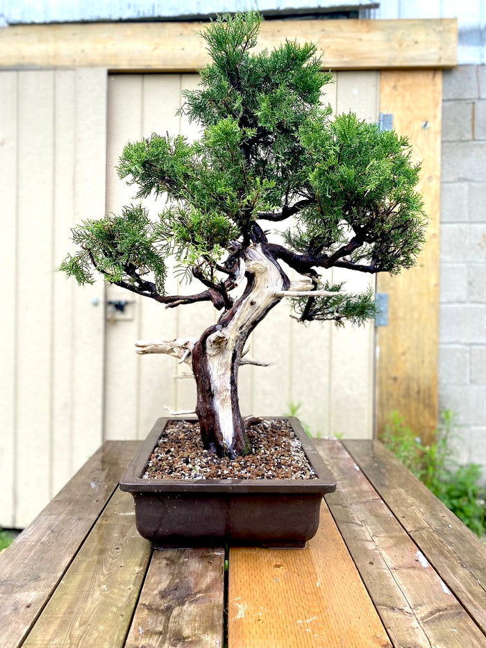 bonsai Juniper Shimpaku Specimen