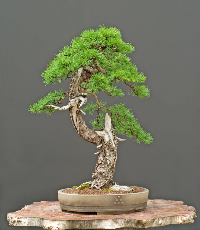 Bonsai Larch