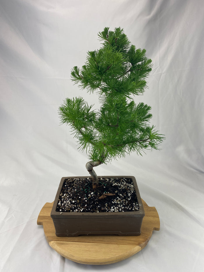 Bonsai Larch