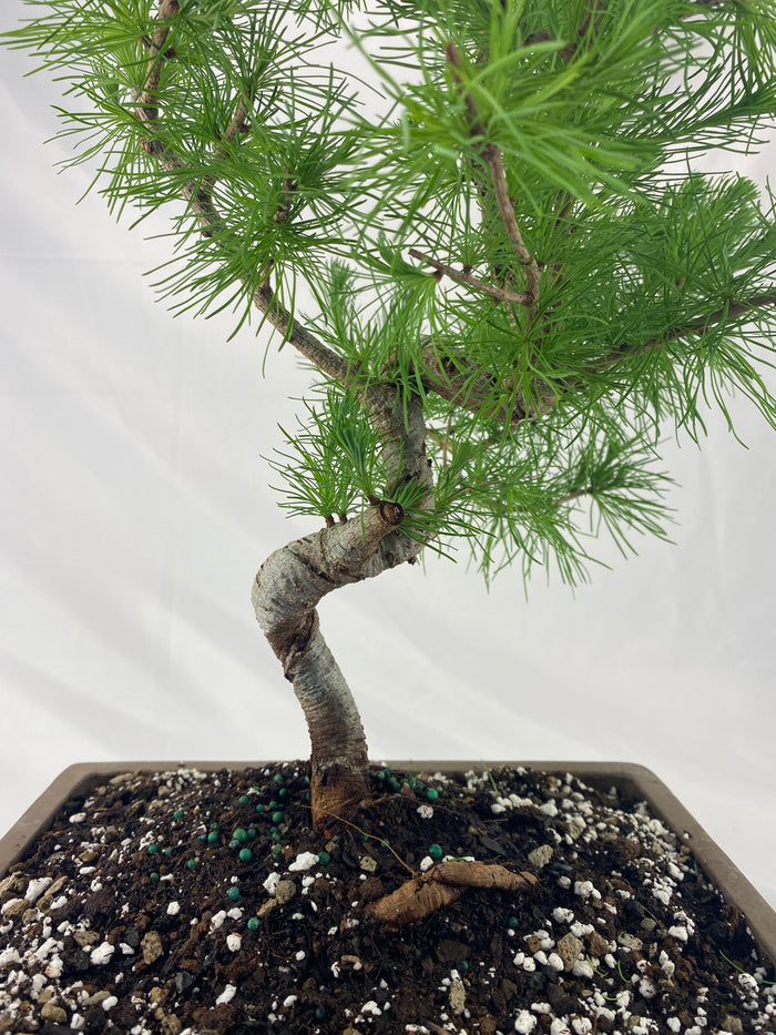 Bonsai Larch