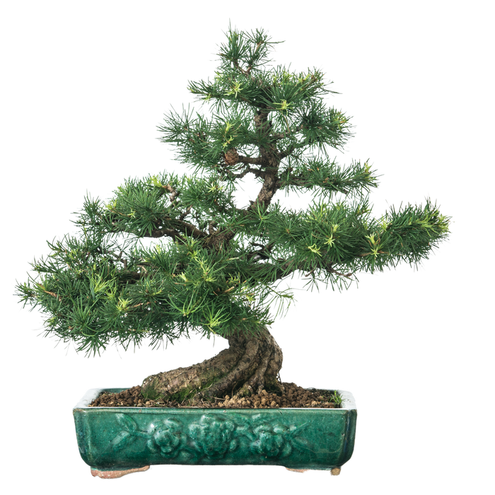 bonsai Larch
